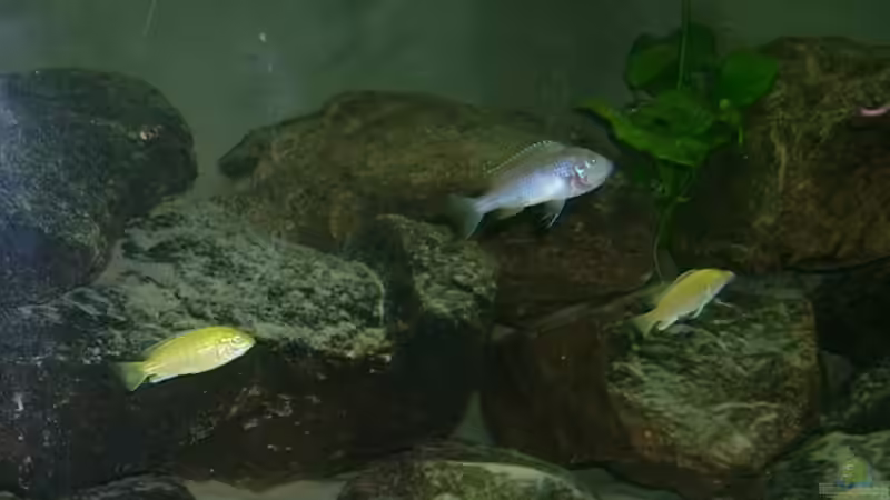 Besatz im Aquarium Erstes Malawi von Gallireya Reef (6)