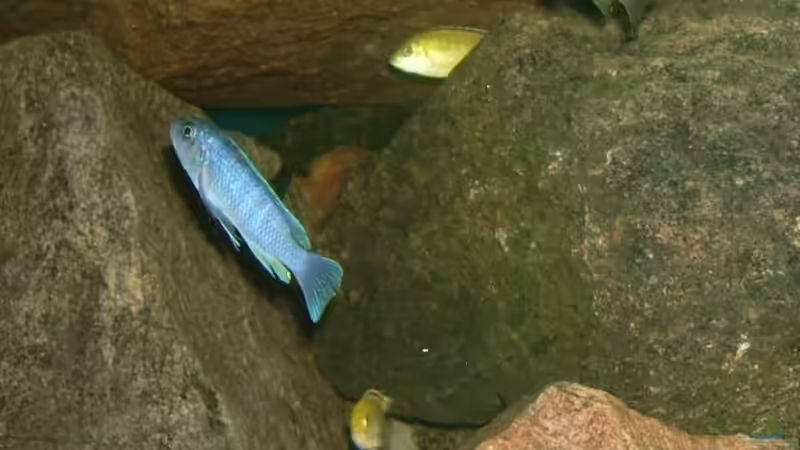 Besatz im Aquarium Erstes Malawi von Gallireya Reef (8)