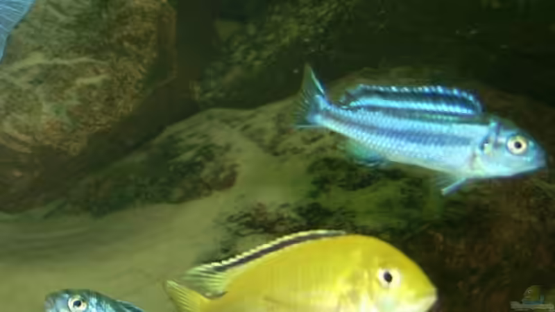 Besatz im Aquarium Erstes Malawi von Gallireya Reef (9)