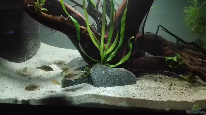 Besatz im Aquarium erstes Südamerika Aquarium von seb (43)