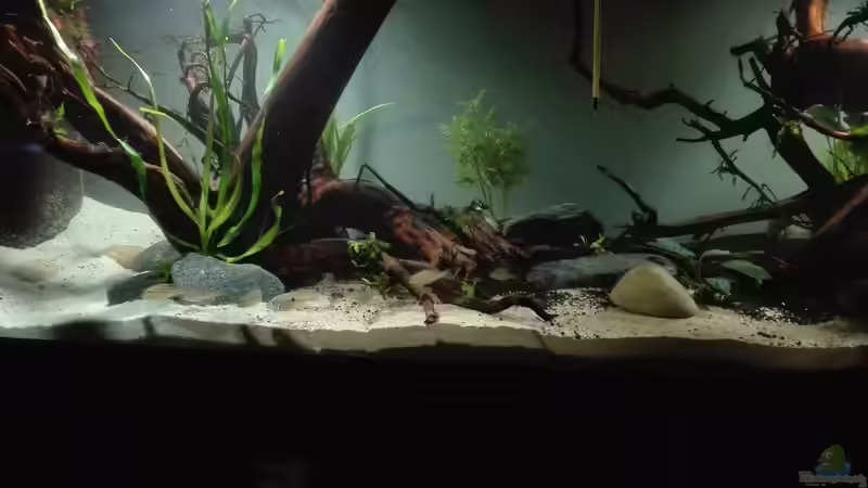 Besatz im Aquarium erstes Südamerika Aquarium von seb (44)