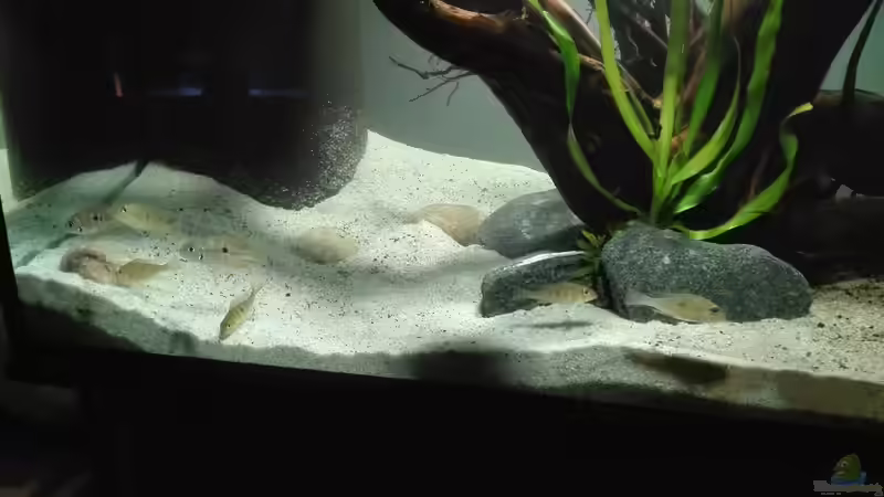 Besatz im Aquarium erstes Südamerika Aquarium von seb (47)