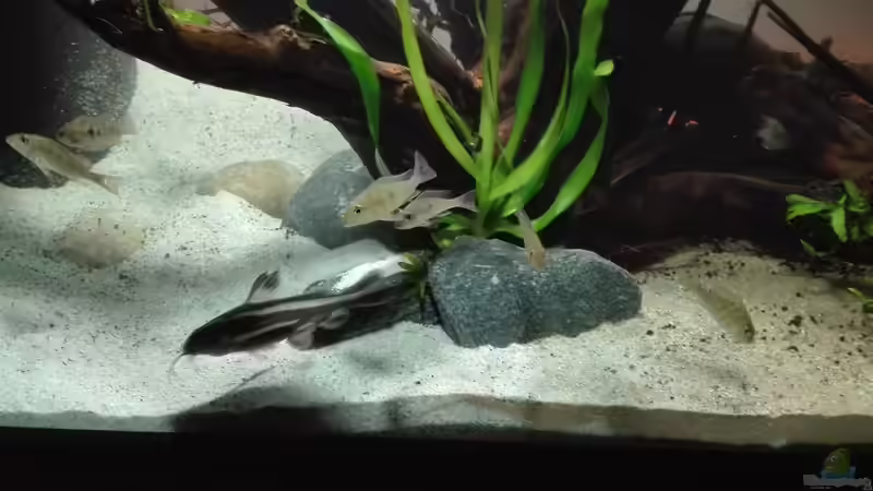 Besatz im Aquarium erstes Südamerika Aquarium von seb (50)