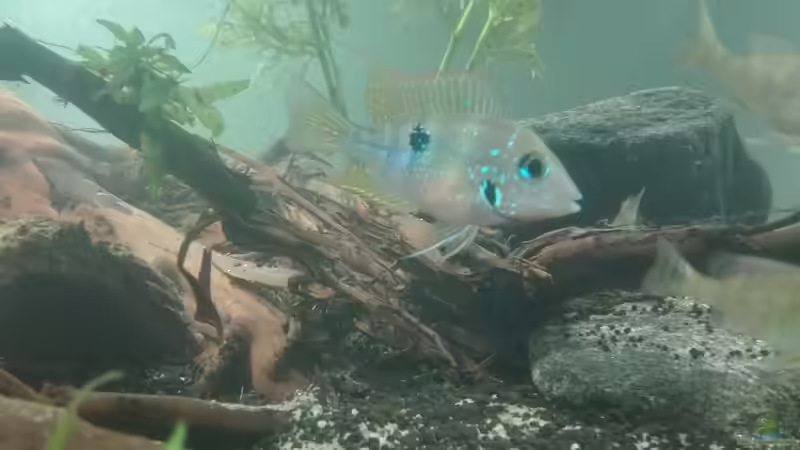 Besatz im Aquarium erstes Südamerika Aquarium von seb (52)