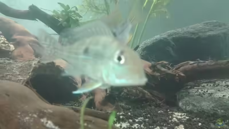 Besatz im Aquarium erstes Südamerika Aquarium von seb (53)