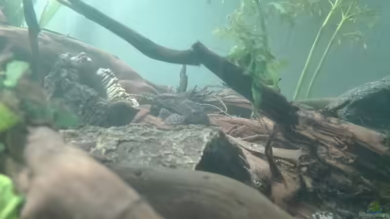 Besatz im Aquarium erstes Südamerika Aquarium von seb (54)