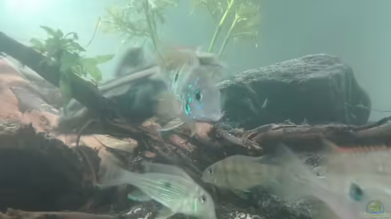 Besatz im Aquarium erstes Südamerika Aquarium von seb (55)