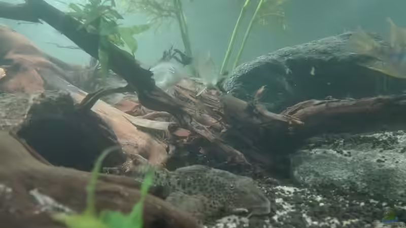 Besatz im Aquarium erstes Südamerika Aquarium von seb (56)