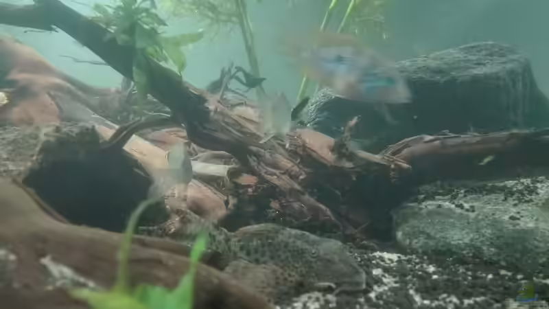 Besatz im Aquarium erstes Südamerika Aquarium von seb (57)