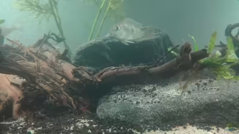 Besatz im Aquarium erstes Südamerika Aquarium von seb (58)