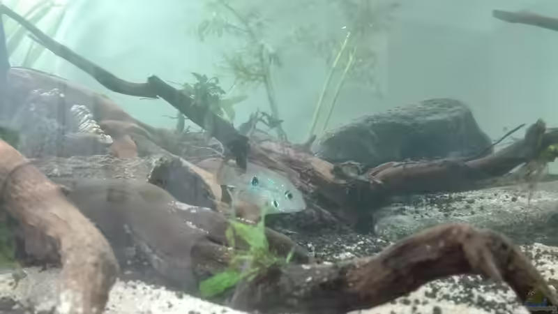 Besatz im Aquarium erstes Südamerika Aquarium von seb (59)