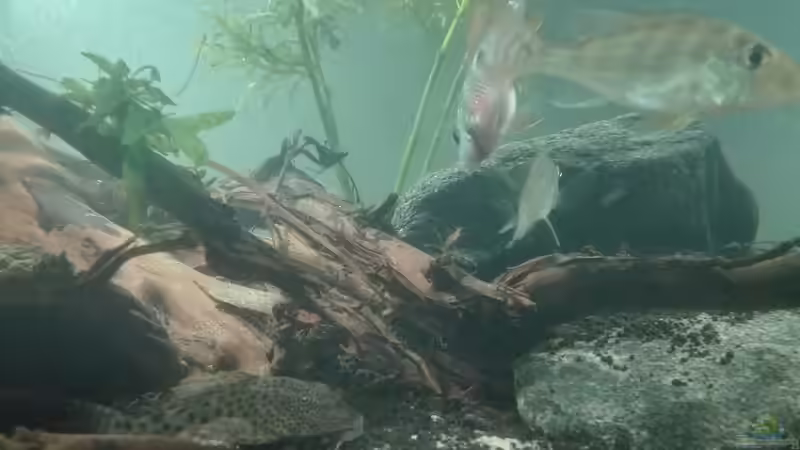 Besatz im Aquarium erstes Südamerika Aquarium von seb (60)