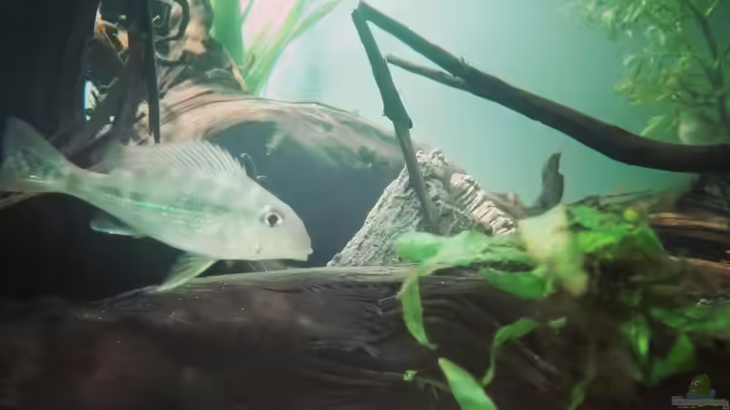 Besatz im Aquarium erstes Südamerika Aquarium von seb (61)