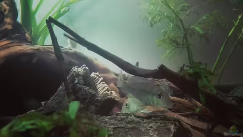 Besatz im Aquarium erstes Südamerika Aquarium von seb (62)