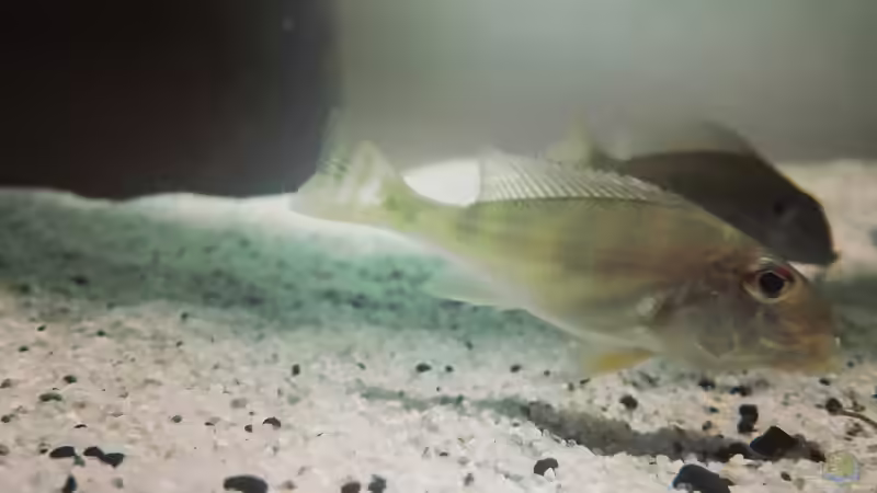 Besatz im Aquarium erstes Südamerika Aquarium von seb (63)