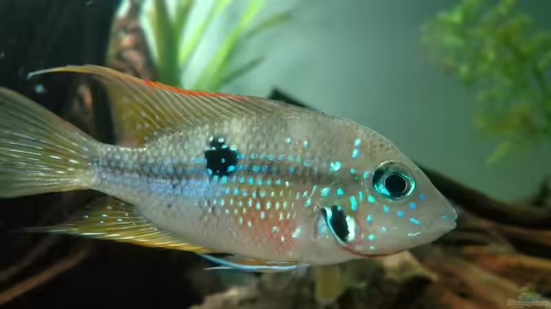 Besatz im Aquarium erstes Südamerika Aquarium von seb (64)