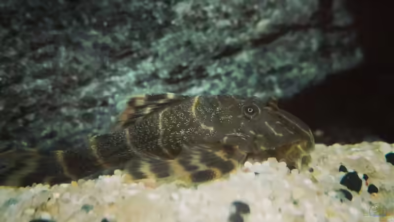 Besatz im Aquarium erstes Südamerika Aquarium von seb (65)