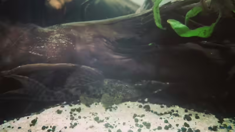 Besatz im Aquarium erstes Südamerika Aquarium von seb (66)