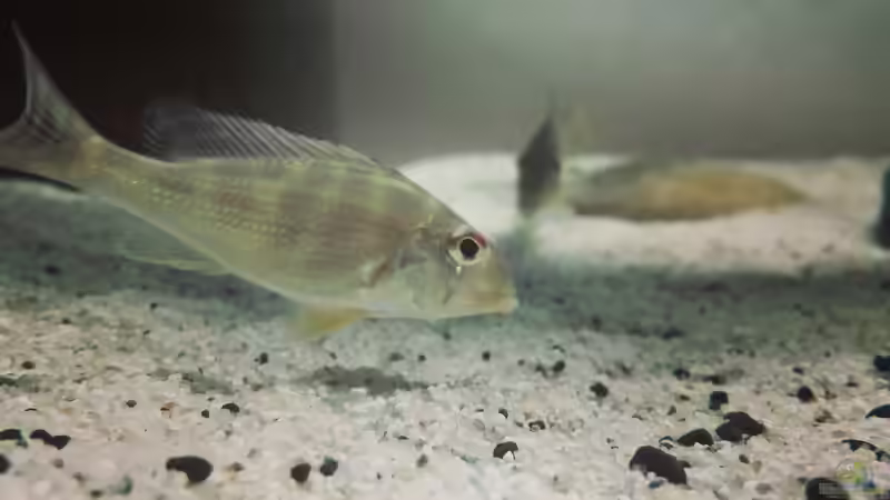 Besatz im Aquarium erstes Südamerika Aquarium von seb (67)