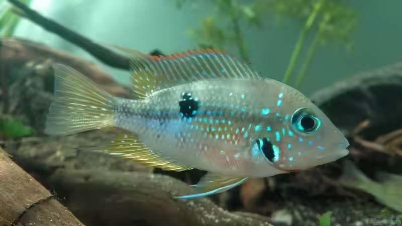 Besatz im Aquarium erstes Südamerika Aquarium von seb (69)