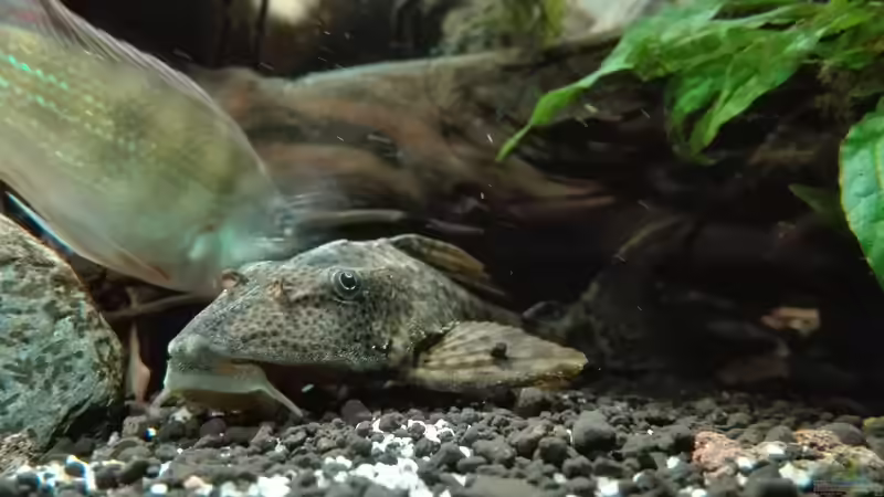 Besatz im Aquarium erstes Südamerika Aquarium von seb (70)