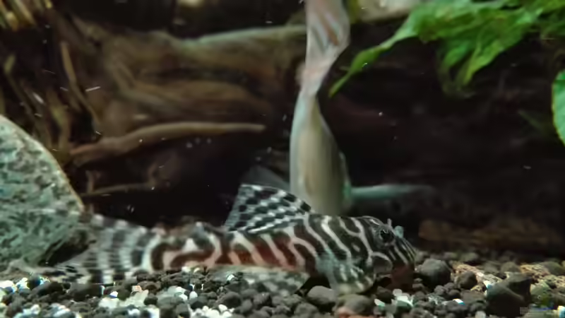 Besatz im Aquarium erstes Südamerika Aquarium von seb (73)