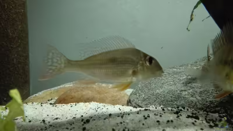 Besatz im Aquarium erstes Südamerika Aquarium von seb (75)