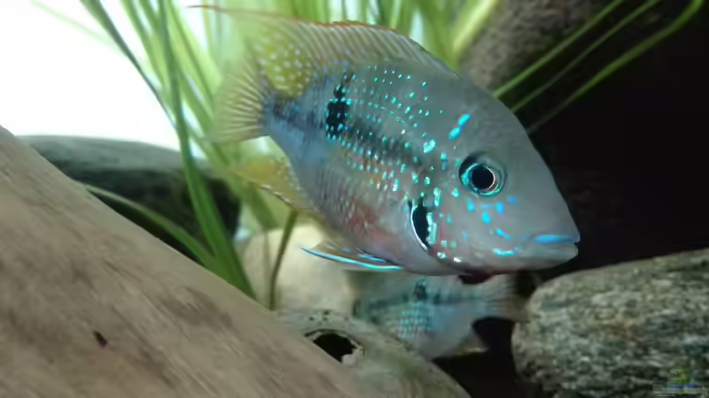 Besatz im Aquarium erstes Südamerika Aquarium von seb (77)