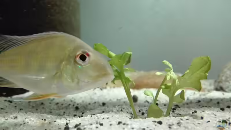 Besatz im Aquarium erstes Südamerika Aquarium von seb (78)
