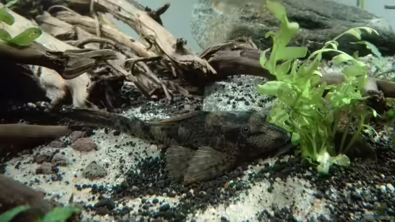 Besatz im Aquarium erstes Südamerika Aquarium von seb (79)