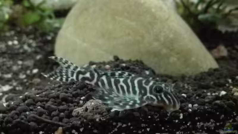 Besatz im Aquarium erstes Südamerika Aquarium von seb (80)