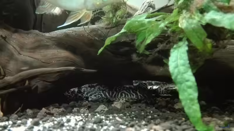 Besatz im Aquarium erstes Südamerika Aquarium von seb (81)