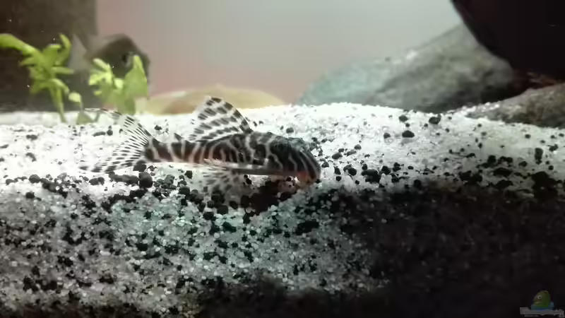 Besatz im Aquarium erstes Südamerika Aquarium von seb (82)