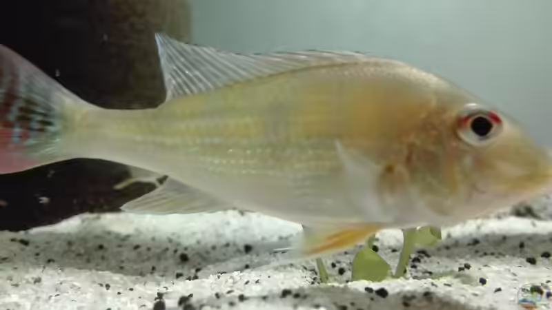 Besatz im Aquarium erstes Südamerika Aquarium von seb (83)