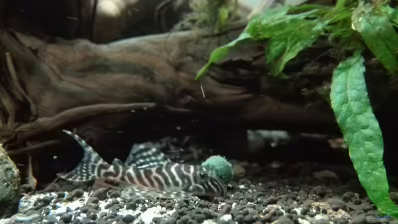 Besatz im Aquarium erstes Südamerika Aquarium von seb (84)