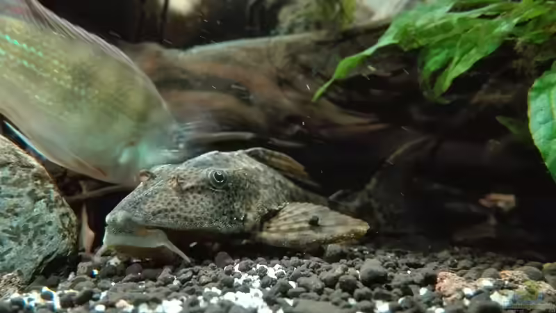 Besatz im Aquarium erstes Südamerika Aquarium von seb (85)