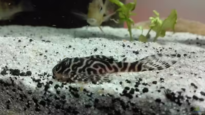 Besatz im Aquarium erstes Südamerika Aquarium von seb (86)