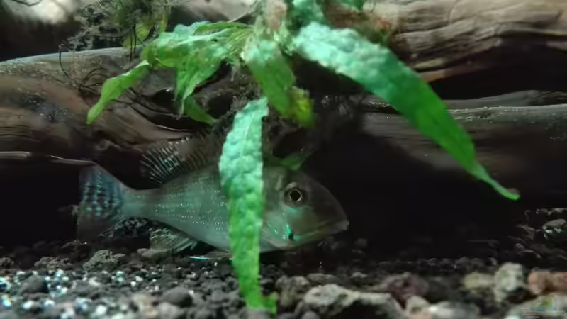 Besatz im Aquarium erstes Südamerika Aquarium von seb (87)