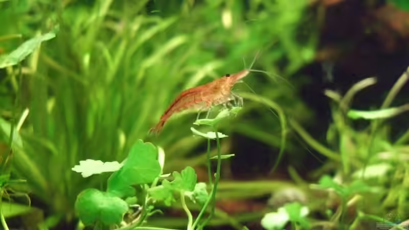Besatz im Aquarium Es hängt von lukasg (10)