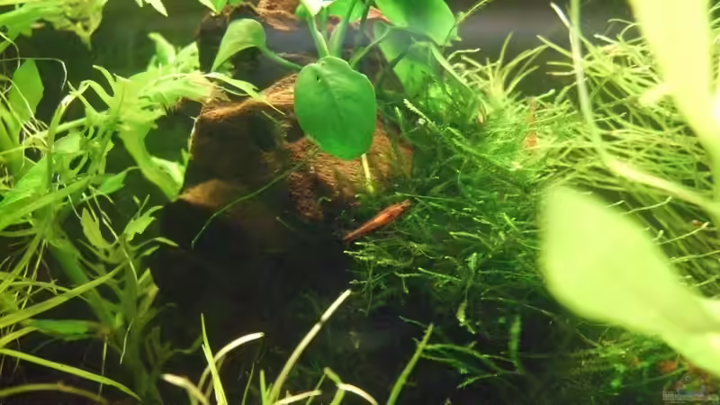 Besatz im Aquarium Es hängt von lukasg (11)