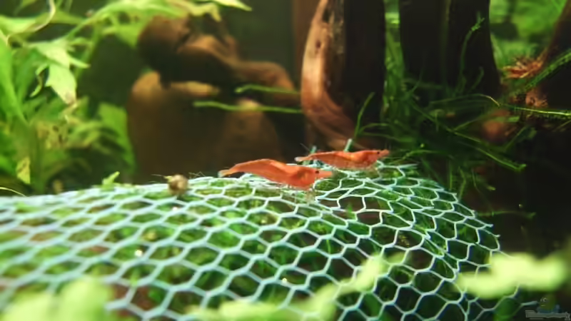 Besatz im Aquarium Es hängt von lukasg (13)