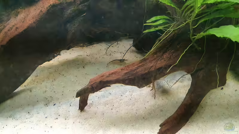 Besatz im Aquarium Esszimmerbecken von Nietzus (20)