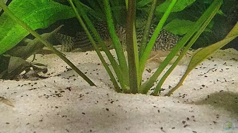 Besatz im Aquarium Esszimmerbecken von Nietzus (21)