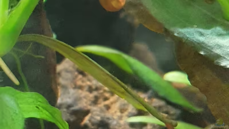 Besatz im Aquarium Esszimmerbecken von Nietzus (22)