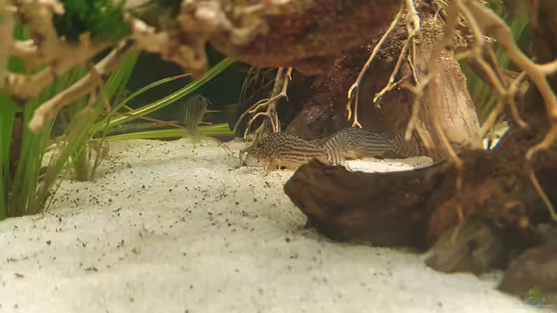 Besatz im Aquarium Esszimmerbecken von Nietzus (23)