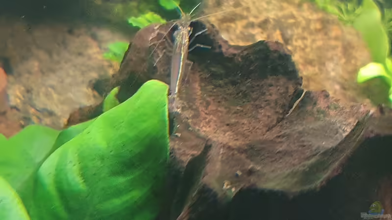 Besatz im Aquarium Esszimmerbecken von Nietzus (24)