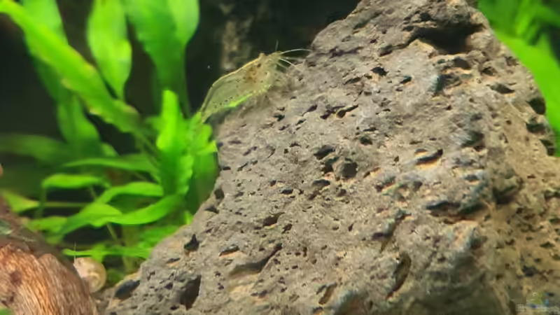 Besatz im Aquarium Esszimmerbecken von Nietzus (25)