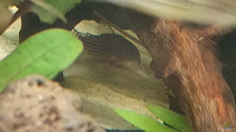 Besatz im Aquarium Esszimmerbecken von Nietzus (26)