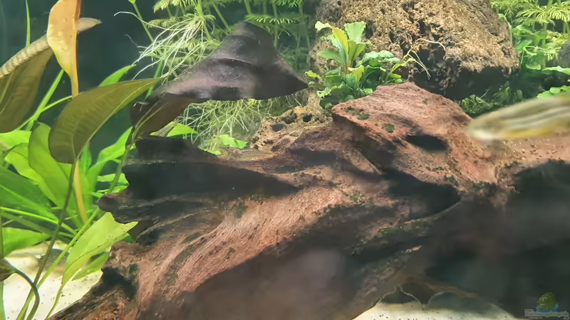 Besatz im Aquarium Esszimmerbecken von Nietzus (27)