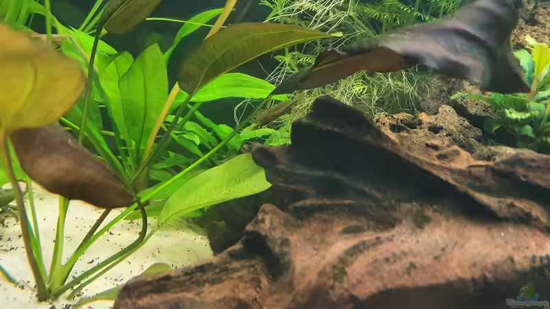 Besatz im Aquarium Esszimmerbecken von Nietzus (28)